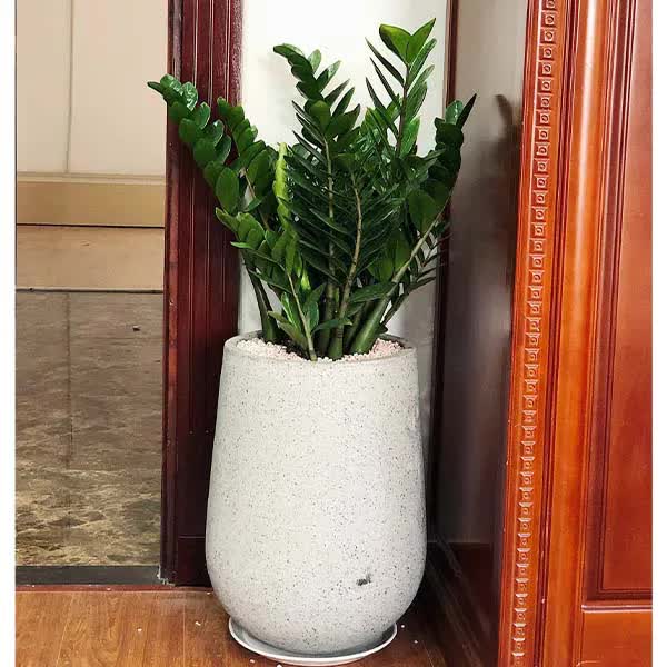 Ngoài 40 tuổi, người tuổi Sửu càng nên trồng cây này trong nhà - tốt cho sức khỏe, hút tài lộc - Ảnh 2.