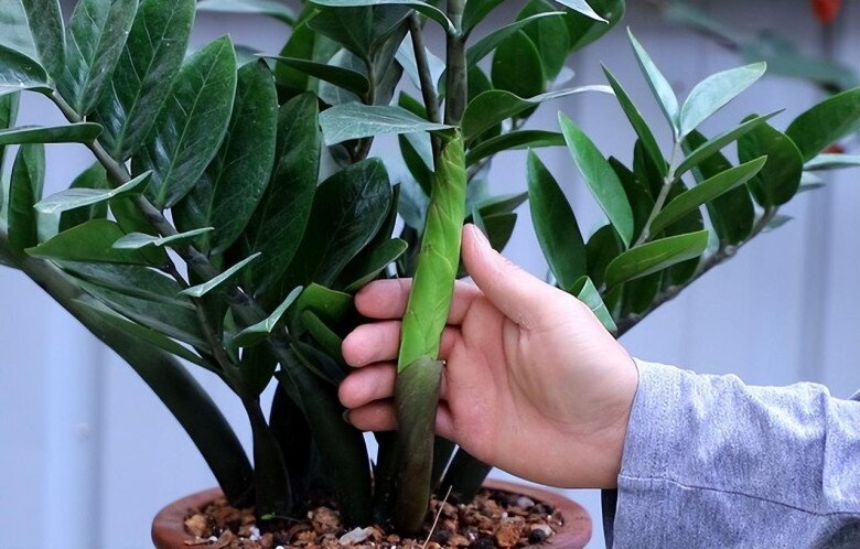 Ngoài 40 tuổi, người tuổi Sửu càng nên trồng cây này trong nhà - tốt cho sức khỏe, hút tài lộc - Ảnh 3.